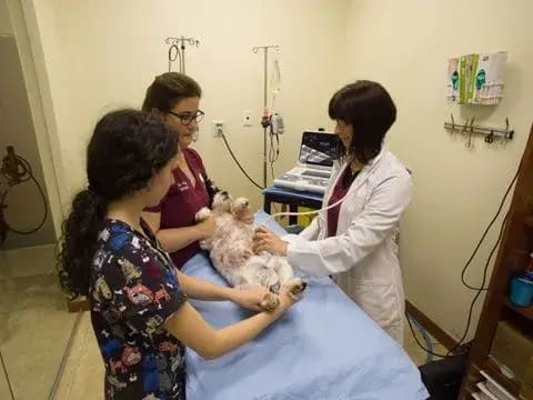Dr. Ferreira examines a small dog on the treatment table while two assistants comfort it