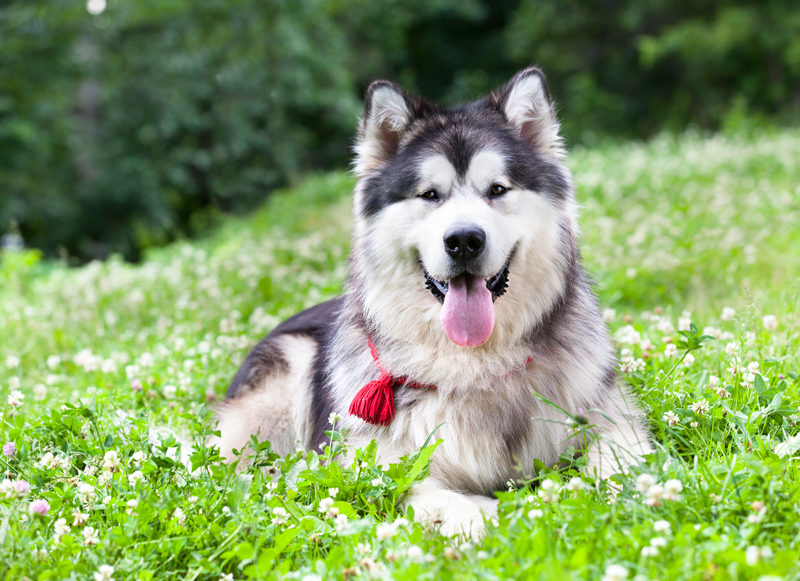 Dog in field