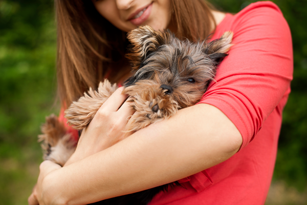 Pet Rehab - Laser Pet Rehab - Laser