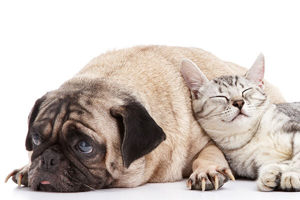 Dog laying with cat Dog laying with cat