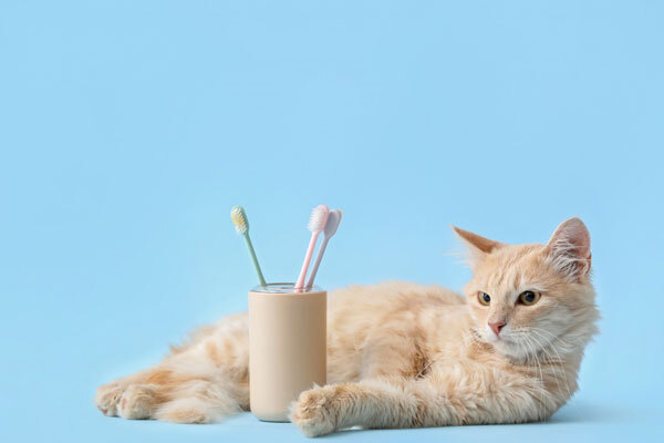 Pet Dentistry - Cat Dental Pet Dentistry - Cat Dental