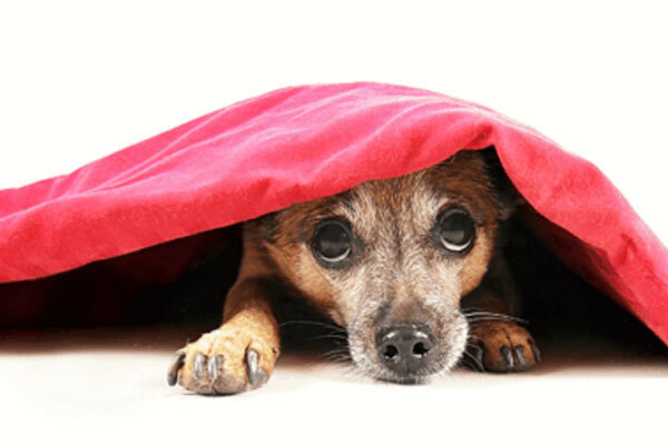 Pain Management - Canine comforted in blankets Pain Management - Canine comforted in blankets